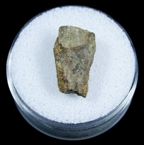 Real Triceratops Shed Tooth From Montana #3894